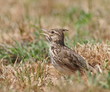 Crested Lark, Galerida cristata
