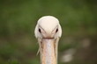 Pelecanus onocrotalus