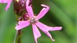 Wild Flowers - Ragged Robin