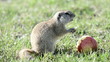 Gopher eating apple