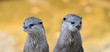 Two vigilant Asian Small-clawed Otter (Aonyx cinerea)