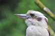 Close-up of a laughing Kookaburra (Dacelo novaeguineae)