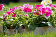 petunia, nature, flower,