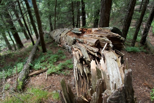 Photo: Fallen tree Fallen tree