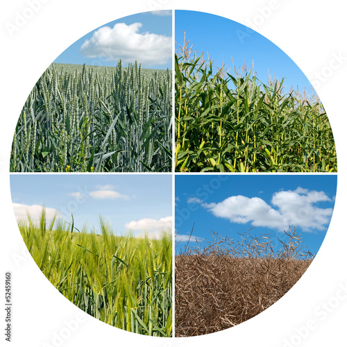 Photo: Landwirtschaft - Nutzpflanzen Landwirtschaft - Nutzpflanzen
