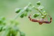 crab spider