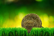Hedgehog on the garden grass