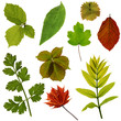 Leaves