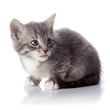 Gray kitten.