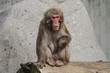 Rhesus macaque in Heidelberg Zoo, Germany