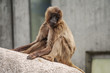 Rhesus macaque in Heidelberg Zoo, Germany