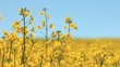 Rapsblüten