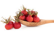 Rose Hip Fruit
