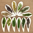 Fresh Herbs