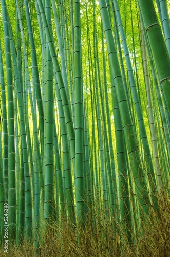 Photo: BAMBOO youngling 若い竹林 BAMBOO youngling 若い竹林