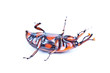 sago palm weevil