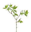 Lilac (Syringa vulgaris) twig isolated on white background