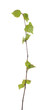Birch twig isolated on white background