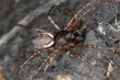 Hunting spider on wood, macro photo