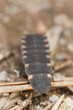 Common glow-worm, Lampyris noctiluca