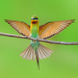 blue tailed bee-eaters bird