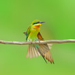blue tailed bee-eaters bird