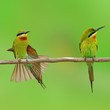 blue tailed bee-eaters bird