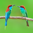 Blue throated Bee eate bird