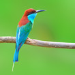Blue throated Bee eate bird