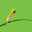 Asian Golden Weaver bird