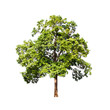 green tree on white background