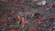 Kokanee Salmon Spawning
