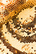 sweet honeycombs with honey
