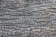 burnt wood texture