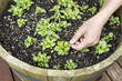 Photo: Female Hand examining new Basil Plants Female Hand examining new Basil Plants