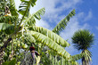 Banana Tree