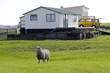 Sheep grazing in a backyard