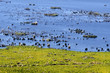 Freshwater swamp