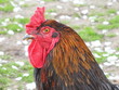 Foto: Cock Runs on a lawn Cock Runs on a lawn