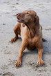 Dog on the beach