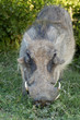 Warthog chewing