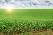 Photo: sunrise over the corn field sunrise over the corn field