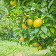 Orange tree
