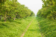 Orange tree