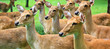 Alerted antelope