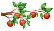 An apple tree