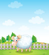 A sheep inside the fence