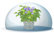 A dome with a pot with plant