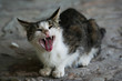 Yard kitten in abandoned house