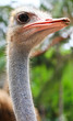 Ostrich